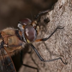 Hemicordulia tau at Forde, ACT - 6 Nov 2020 11:42 PM