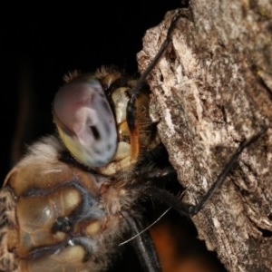 Hemicordulia tau at Forde, ACT - 6 Nov 2020 11:42 PM