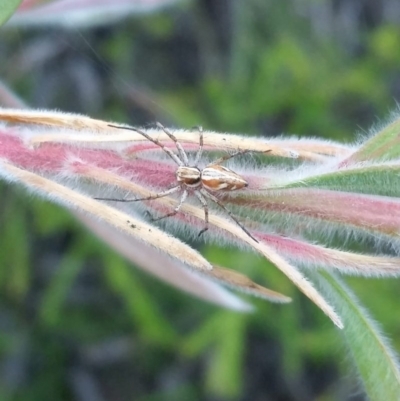 Oxyopes sp. (genus) (Lynx spider) at Hawker, ACT - 8 Nov 2020 by spiderluvr89