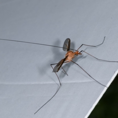 Leptotarsus (Macromastix) costalis (Common Brown Crane Fly) at Goorooyarroo NR (ACT) - 6 Nov 2020 by kasiaaus