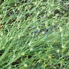 Juncus bufonius (Toad Rush) at Hackett, ACT - 5 Nov 2020 by JaneR