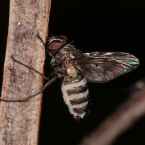 Entomophthora sp. (genus) at Forde, ACT - 6 Nov 2020