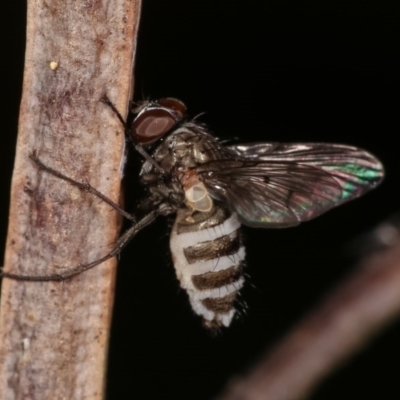 Entomophthora sp. (genus) (Puppeteer Fungus) at Goorooyarroo NR (ACT) - 6 Nov 2020 by kasiaaus