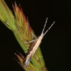 Plutella xylostella (Diamondback Moth) at Goorooyarroo NR (ACT) - 6 Nov 2020 by kasiaaus