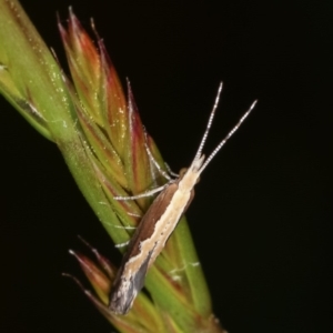 Plutella xylostella at Forde, ACT - 6 Nov 2020