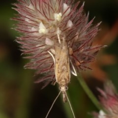 Etiella behrii (Lucerne Seed Web Moth) at Forde, ACT - 6 Nov 2020 by kasiaaus