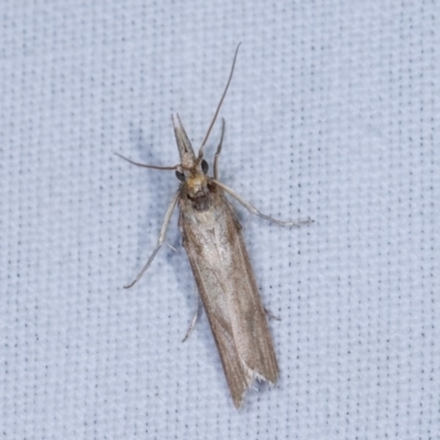 Etiella behrii (Lucerne Seed Web Moth) at Goorooyarroo NR (ACT) - 6 Nov 2020 by kasiaaus