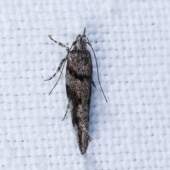 Macrobathra (genus) (A Cosmet moth (Cosmopteriginae) at Forde, ACT - 6 Nov 2020 by kasiaaus