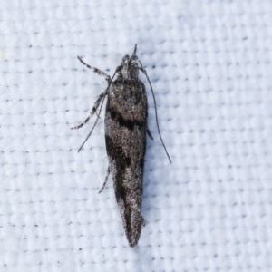 Macrobathra (genus) at Forde, ACT - 6 Nov 2020