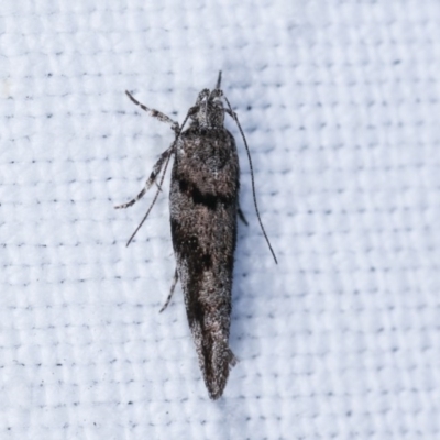 Macrobathra (genus) (A Cosmet moth (Cosmopteriginae) at Forde, ACT - 6 Nov 2020 by kasiaaus