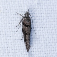 Macrobathra (genus) (A cosmet moth) at Goorooyarroo NR (ACT) - 6 Nov 2020 by kasiaaus