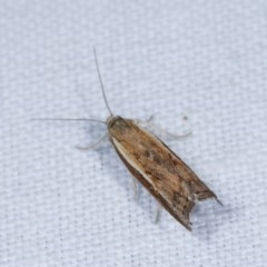 Ptochostola microphaeellus (A Crambid moth) at Forde, ACT - 6 Nov 2020 by kasiaaus