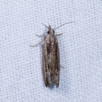 Spilonota-group (A Tortricid moth) at Goorooyarroo NR (ACT) - 6 Nov 2020 by kasiaaus