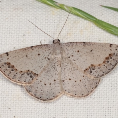 Taxeotis intextata (Looper Moth, Grey Taxeotis) at Goorooyarroo NR (ACT) - 6 Nov 2020 by kasiaaus