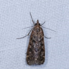 Achyra affinitalis (Cotton Web Spinner, Pyraustinae) at Forde, ACT - 6 Nov 2020 by kasiaaus