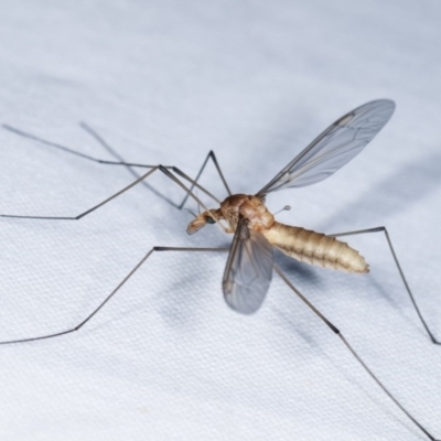 Leptotarsus (Macromastix) sp. (genus & subgenus) (Unidentified Macromastix crane fly) at Goorooyarroo NR (ACT) - 6 Nov 2020 by kasiaaus