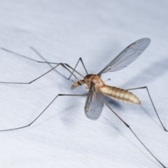 Leptotarsus (Macromastix) sp. (genus & subgenus) (Unidentified Macromastix crane fly) at Forde, ACT - 6 Nov 2020 by kasiaaus
