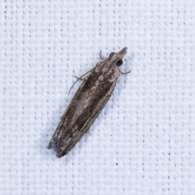 Spilonota-group (A Tortricid moth) at Goorooyarroo NR (ACT) - 6 Nov 2020 by kasiaaus