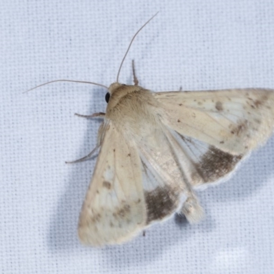 Helicoverpa (genus) (A bollworm) at Forde, ACT - 6 Nov 2020 by kasiaaus