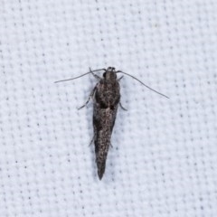 Macrobathra (genus) (A cosmet moth) at Goorooyarroo NR (ACT) - 6 Nov 2020 by kasiaaus