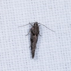 Macrobathra (genus) (A Cosmet moth (Cosmopteriginae) at Forde, ACT - 6 Nov 2020 by kasiaaus