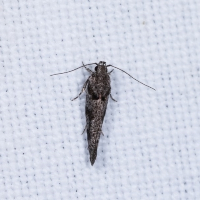 Macrobathra (genus) (A cosmet moth) at Goorooyarroo NR (ACT) - 6 Nov 2020 by kasiaaus