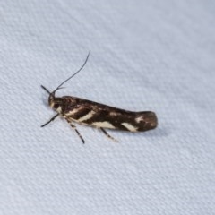 Macrobathra heminephela (Silver Wattle Moth) at Goorooyarroo NR (ACT) - 6 Nov 2020 by kasiaaus