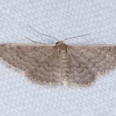 Idaea (genus) (A Geometer Moth) at Goorooyarroo NR (ACT) - 6 Nov 2020 by kasiaaus