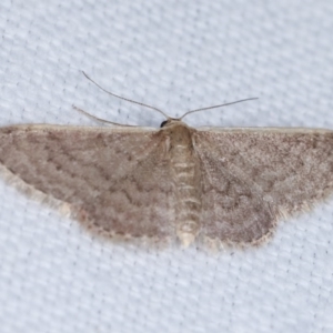 Idaea (genus) at Forde, ACT - 6 Nov 2020