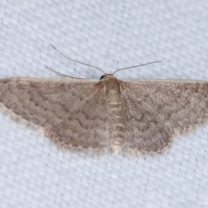 Idaea (genus) at Forde, ACT - 6 Nov 2020 08:19 PM