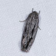 Agriophara platyscia (A Concealer moth) at Goorooyarroo NR (ACT) - 6 Nov 2020 by kasiaaus