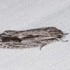 Agriophara platyscia at Forde, ACT - 6 Nov 2020