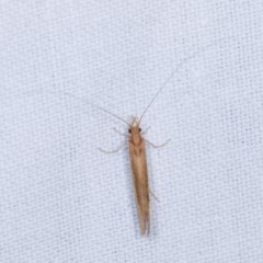 Trichoptera sp. (order) (Unidentified Caddisfly) at Goorooyarroo NR (ACT) - 6 Nov 2020 by kasiaaus