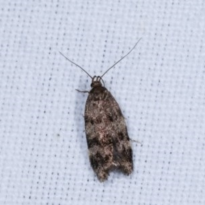 Barea phaeomochla at Forde, ACT - 6 Nov 2020 08:22 PM