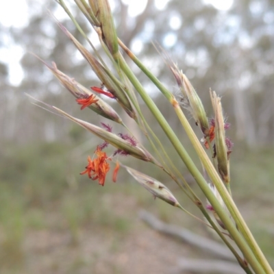 Rytidosperma pallidum (Red-anther Wallaby Grass) at Gungaderra Grasslands - 5 Oct 2020 by michaelb