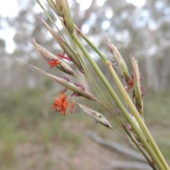 Rytidosperma pallidum (Red-anther Wallaby Grass) at Gungaderra Grasslands - 5 Oct 2020 by michaelb
