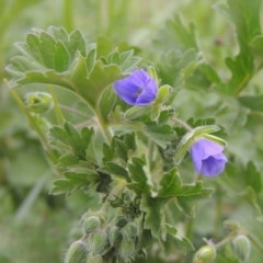 Erodium crinitum (Native Crowfoot) at Crace, ACT - 5 Oct 2020 by michaelb