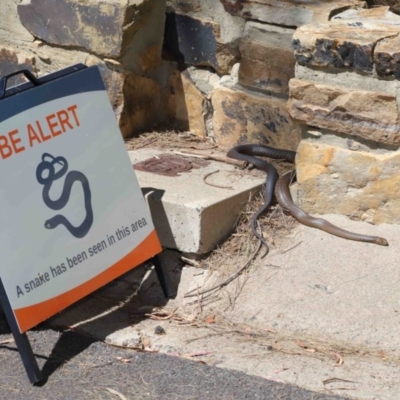 Pseudonaja textilis (Eastern Brown Snake) at Acton, ACT - 8 Nov 2020 by TimL