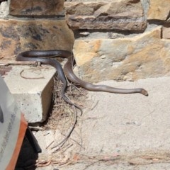 Pseudonaja textilis at Acton, ACT - 8 Nov 2020