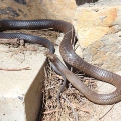 Pseudonaja textilis at Acton, ACT - 8 Nov 2020