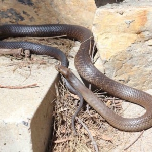 Pseudonaja textilis at Acton, ACT - 8 Nov 2020