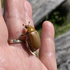 Anoplognathus brunnipennis (Green-tailed Christmas beetle) at Tanja, NSW - 6 Nov 2020 by MnMnAnA