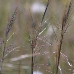 Austrostipa scabra (Corkscrew Grass, Slender Speargrass) at Felltimber Creek NCR - 8 Nov 2020 by Kyliegw