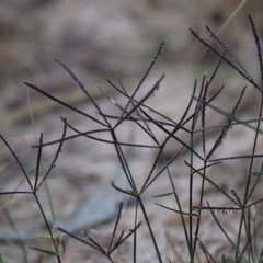 Cynodon dactylon (Couch Grass) at West Wodonga, VIC - 8 Nov 2020 by Kyliegw