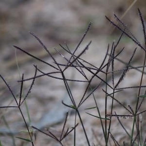 Cynodon dactylon at Felltimber Creek NCR - 8 Nov 2020 02:45 PM