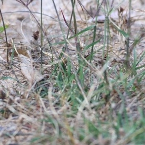 Cynodon dactylon at Felltimber Creek NCR - 8 Nov 2020 02:45 PM