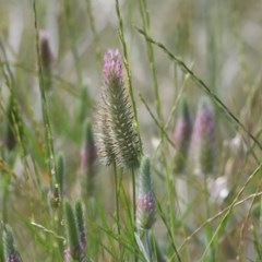 Trifolium angustifolium var. angustifolium (Narrowleaf Clover) at West Wodonga, VIC - 8 Nov 2020 by Kyliegw