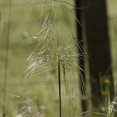 Austrostipa sp. (A Corkscrew Grass) at Wodonga - 7 Nov 2020 by Kyliegw