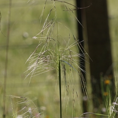 Austrostipa sp. (A Corkscrew Grass) at Wodonga, VIC - 8 Nov 2020 by KylieWaldon