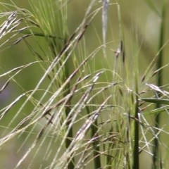 Austrostipa sp. at Wodonga, VIC - 8 Nov 2020 09:45 AM